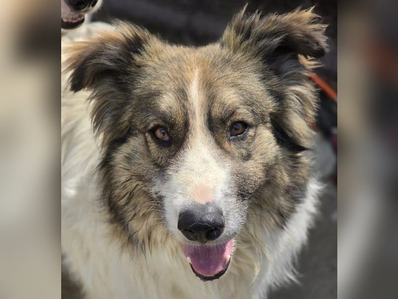 freundlicher Rüde Mogli