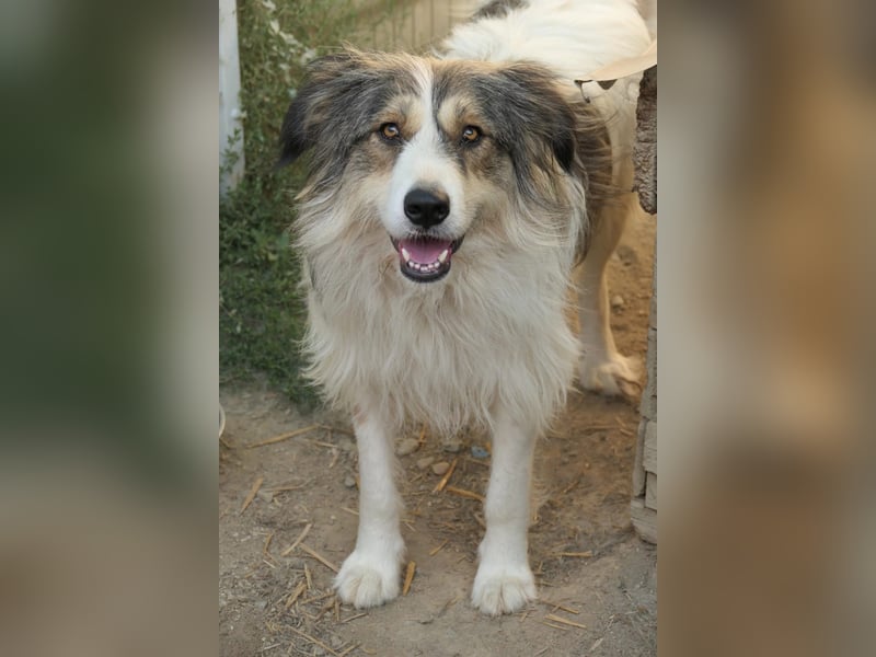 Lucy sucht die Nähe zu Menschen