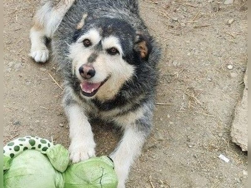 Herzenshund: Joker sucht endlich seine Menschen!