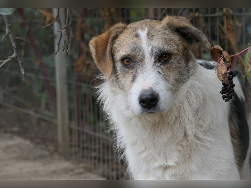 Leo lieber ruhiger Rüde sucht sein Für-immer-Zuhause