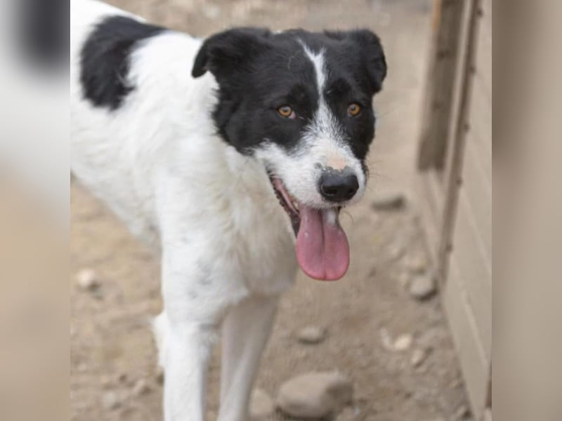 Liebenswerter Eric sucht einfühlsames Zuhause