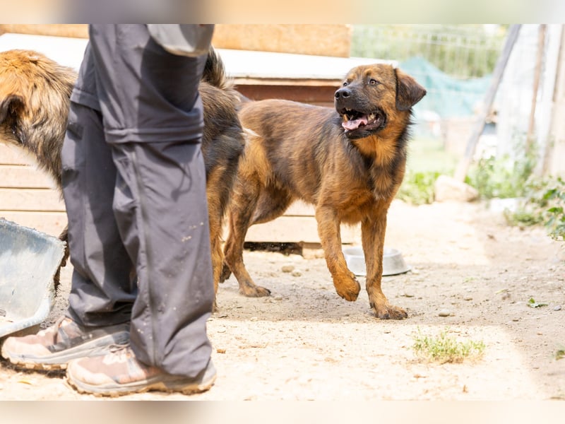 PETER - sanfter, verschmuster Rüde mit Charme
