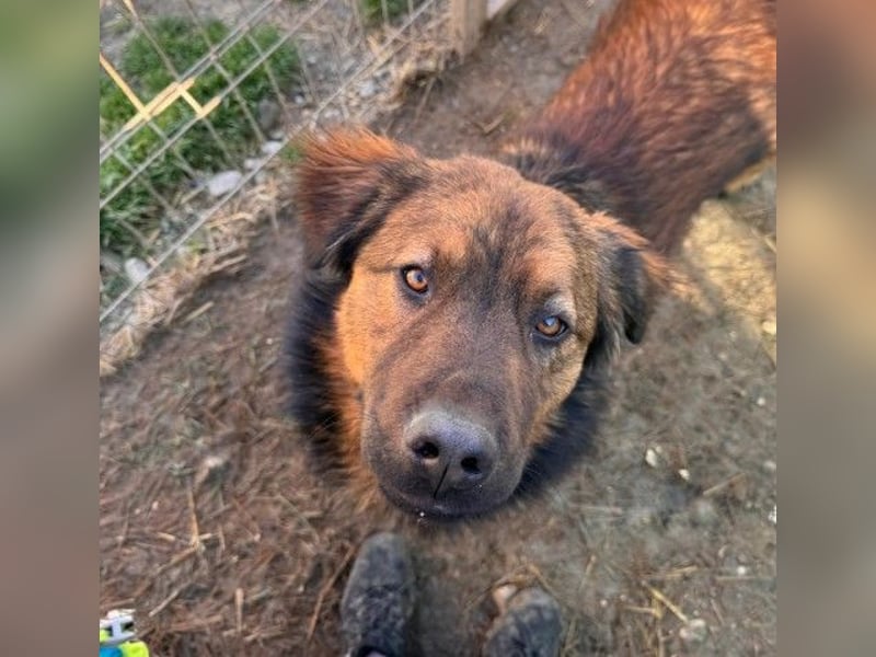 PETER - sanfter, verschmuster Rüde mit Charme