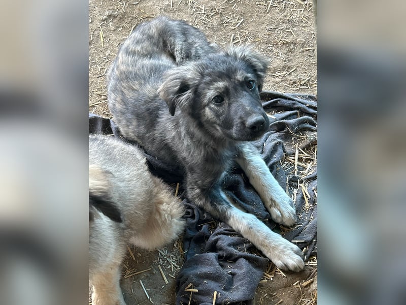 aktive und mutige Hilda sucht ihre Menschen
