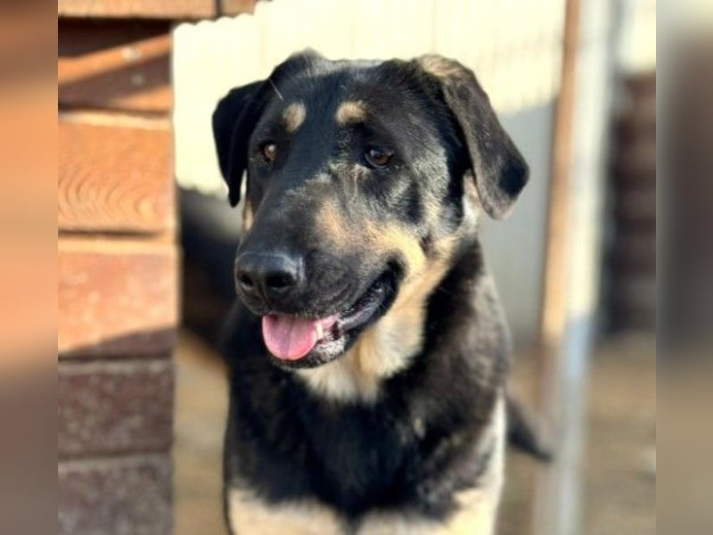 Fanta, bezaubernde Junghündin wartet auf ihre Menschen