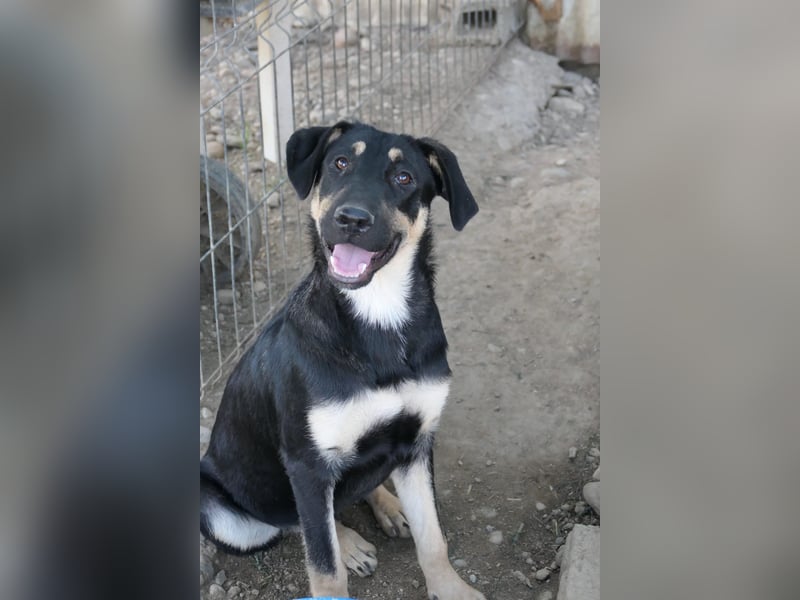 Fanta, bezaubernde Junghündin wartet auf ihre Menschen