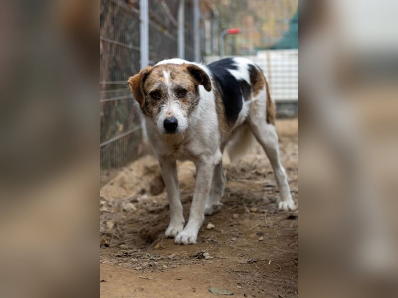 Leo lieber ruhiger Rüde sucht sein Für-immer-Zuhause