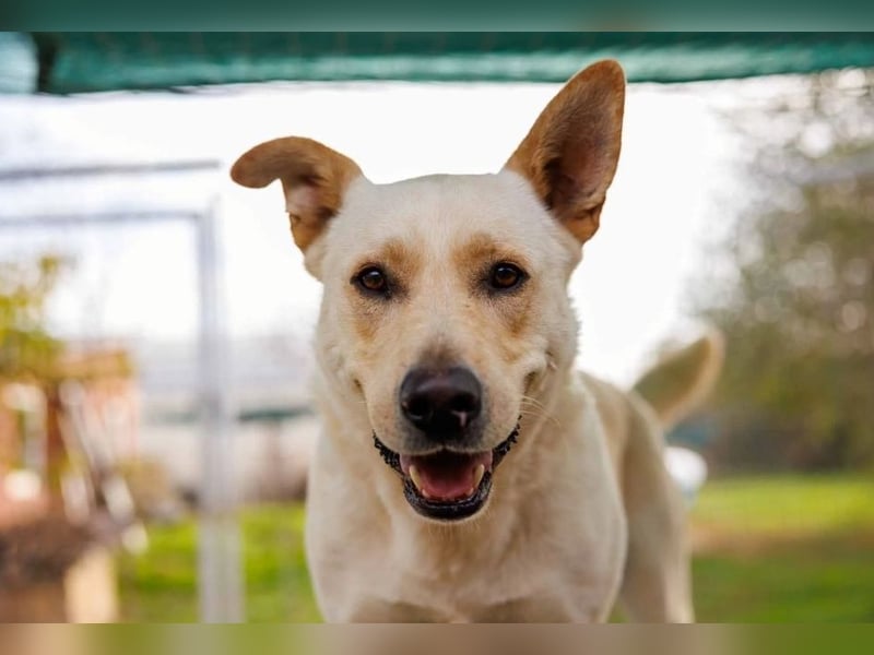 aufgeschlossener Cubulet sucht souveränes Zuhause