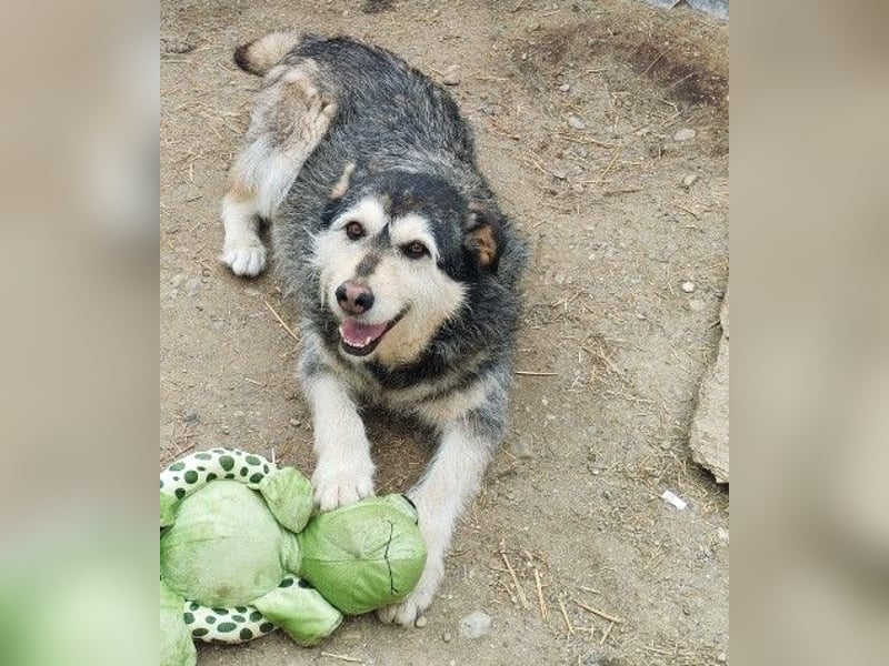 Herzenshund: Joker sucht endlich seine Menschen!