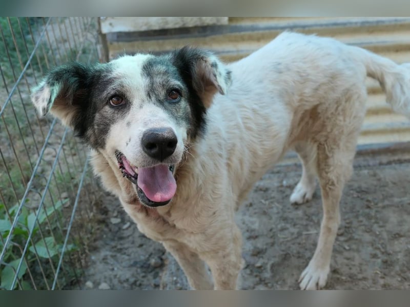 DIANA - verschmuste, anhängliche Traumhündin sucht ihre Familie