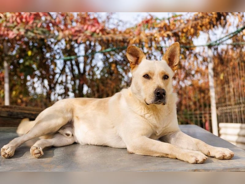 aufgeschlossener Cubulet sucht souveränes Zuhause