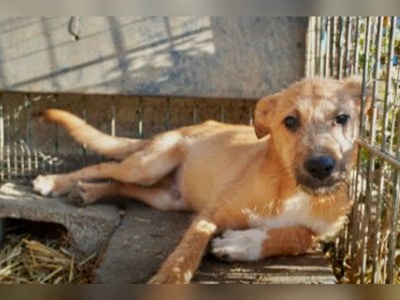 Fynn - ruhig & aufgeschlossen