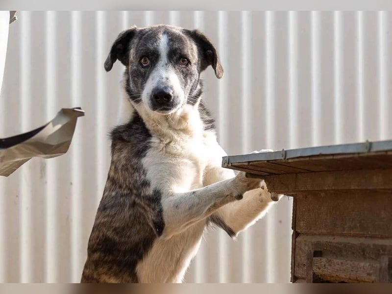 JIMMI - freundlicher, sanfter Rüde sucht seine Happy End