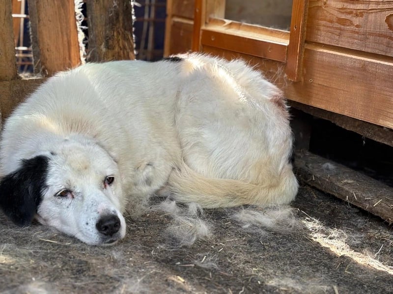 Golden Ager Carla sucht geduldiges Zuhause
