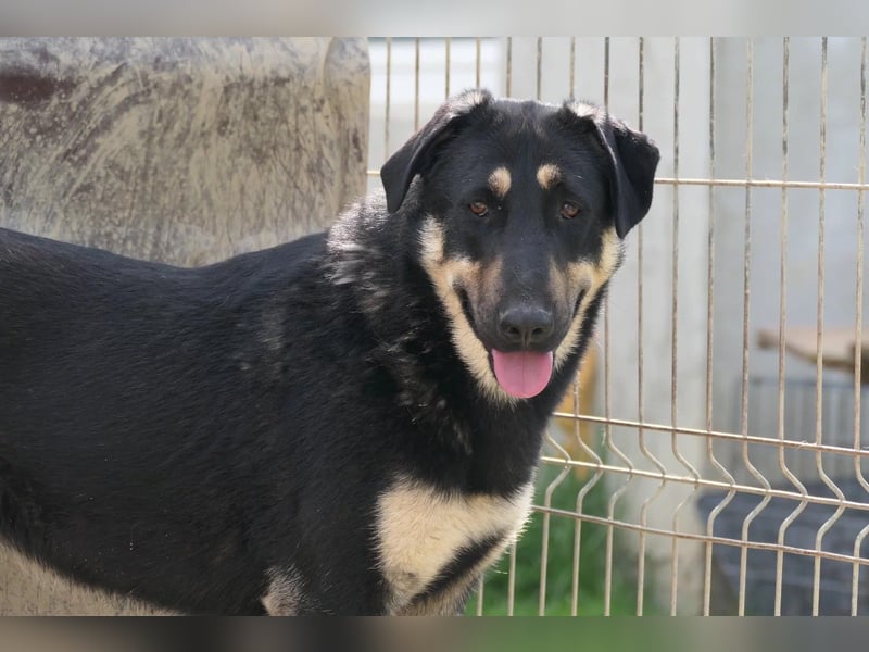 Fanta, bezaubernde Junghündin wartet auf ihre Menschen