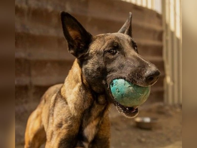 menschenbezogene, liebe Gina sucht dringend ihre Menschen