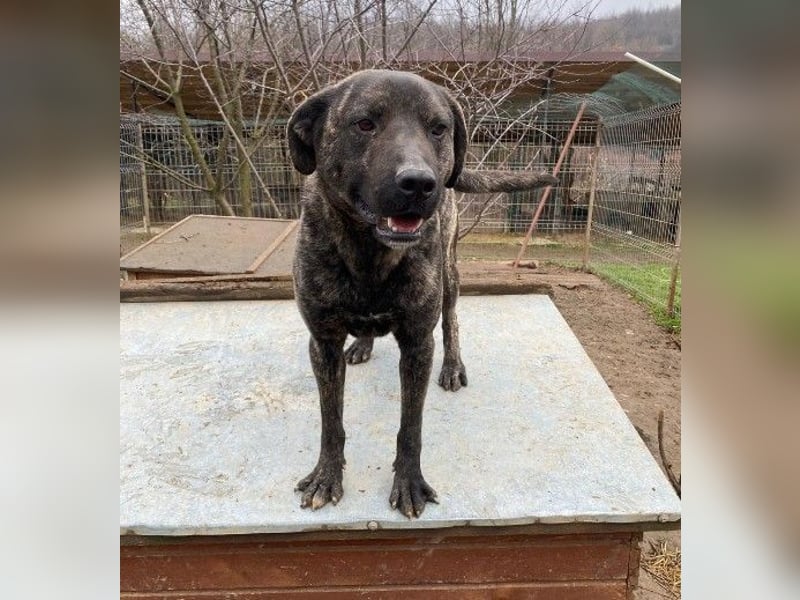 verschmuster PRINZI sucht seine Herzensmenschen