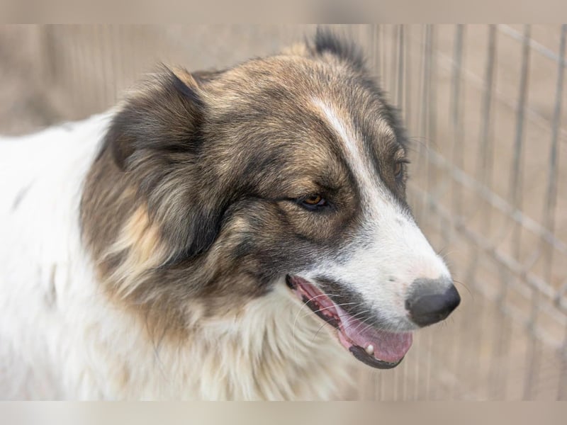 toller Mogli  wartet auf  seine Herzensmenschen