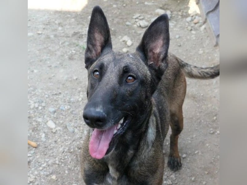 menschenbezogene, liebe Gina sucht dringend ihre Menschen