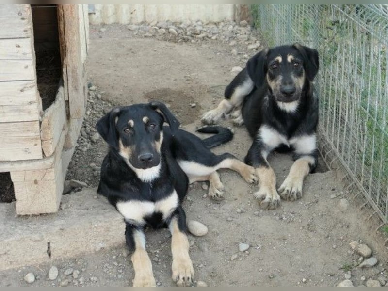 Fanta, bezaubernde Junghündin wartet auf ihre Menschen