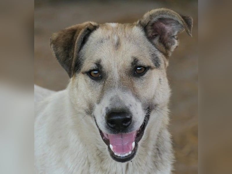 wunderschöne, liebe Aliisa