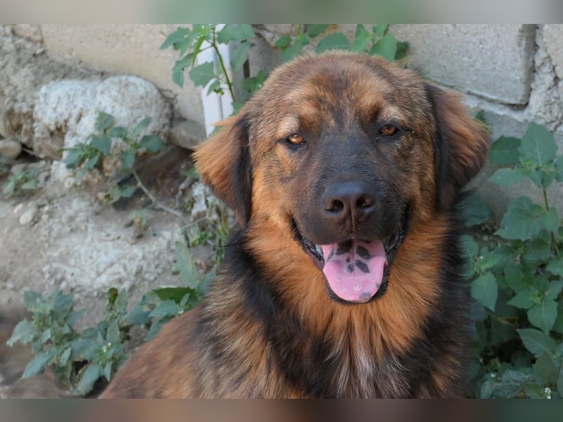 PETER - sanfter, verschmuster Rüde mit Charme