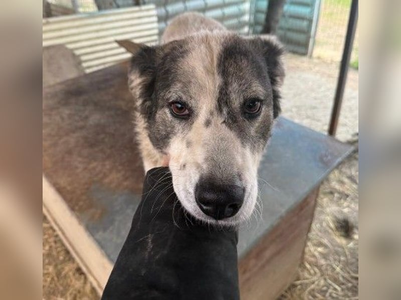 verschmuste, sanfte und liebe Diana