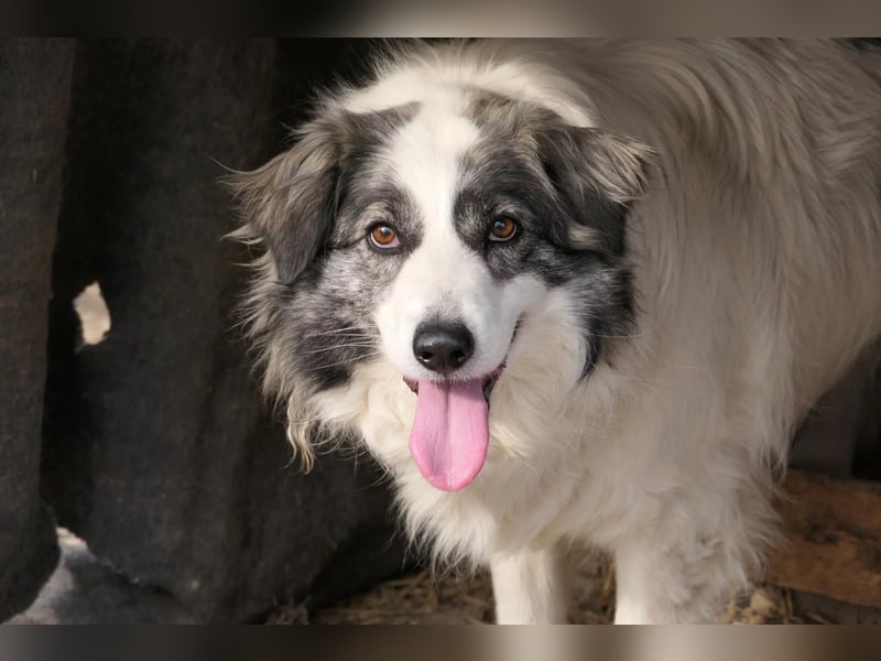 BELLA - verschmuste, liebenswerte Hündin sucht ihr Happy End
