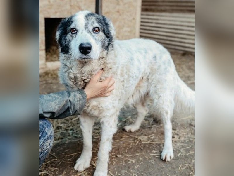 verschmuste, sanfte und liebe Diana