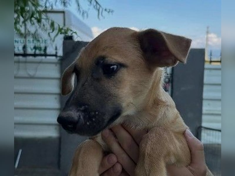 Gustav - sanft & kuschelig