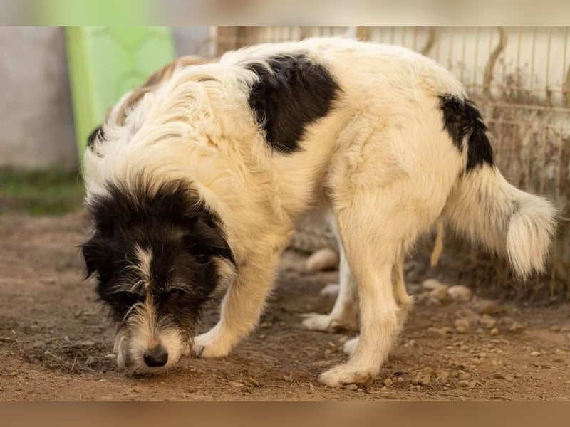 unsichere Leslie sucht liebevolles Zuhause