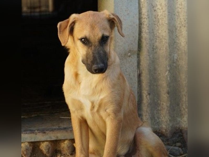 GUSTAV - sanfter Welpenjunge sucht seine Herzensmenschen