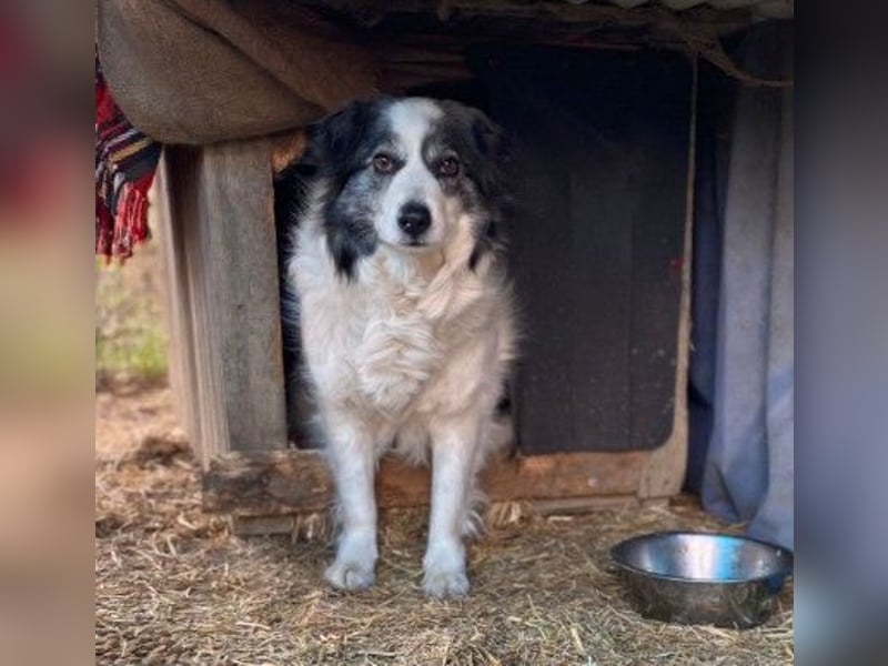verschmuste BELLA ist lernbegierig