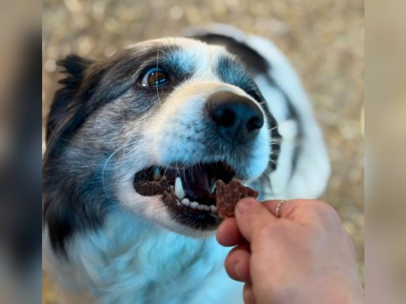 verschmuste BELLA ist lernbegierig