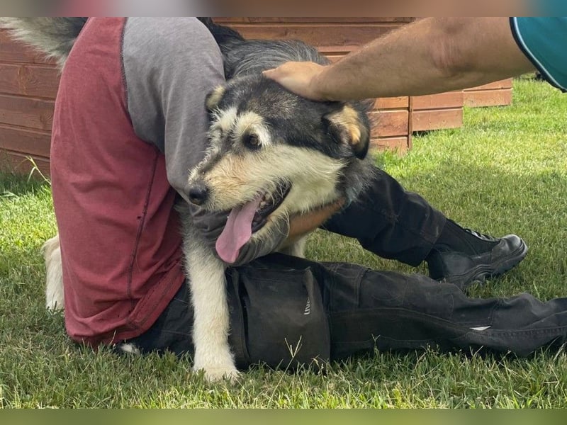 JOKER - verschmuster Herzenshund sucht sein Happy End