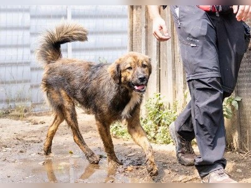 lieber, menschenbezogener Puiu