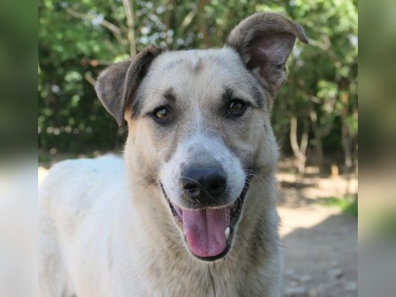 wunderschöne, liebe Aliisa