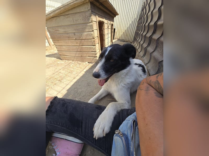 Eric - sensibler Kuschelpartner sucht einfühlsames Zuhause