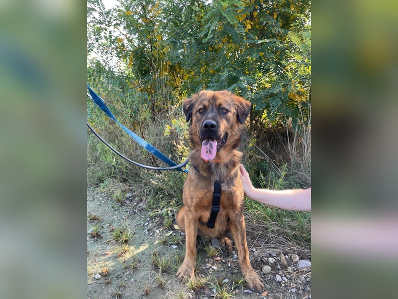 PETER - sanfter, verschmuster Rüde mit Charme