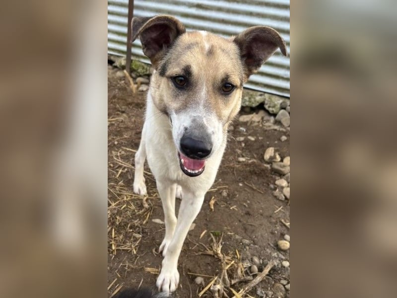 Aliisa unsere hübsche Maus wartet auf ihre Menschen