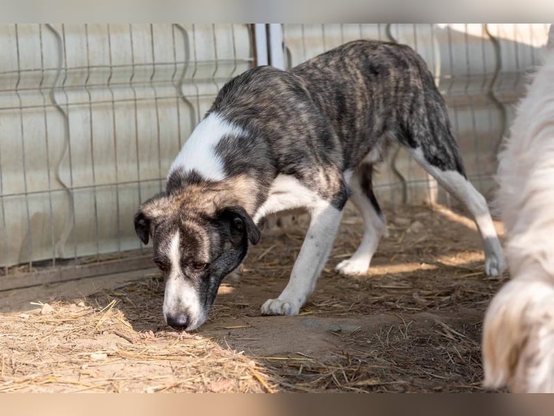 JIMMI - freundlicher, sanfter Rüde sucht seine Happy End