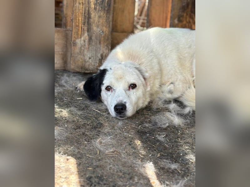 Golden Ager Carla sucht geduldiges Zuhause