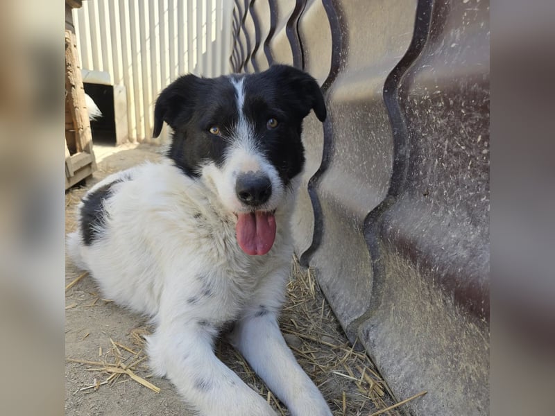 Eric - sensibler Kuschelpartner sucht einfühlsames Zuhause