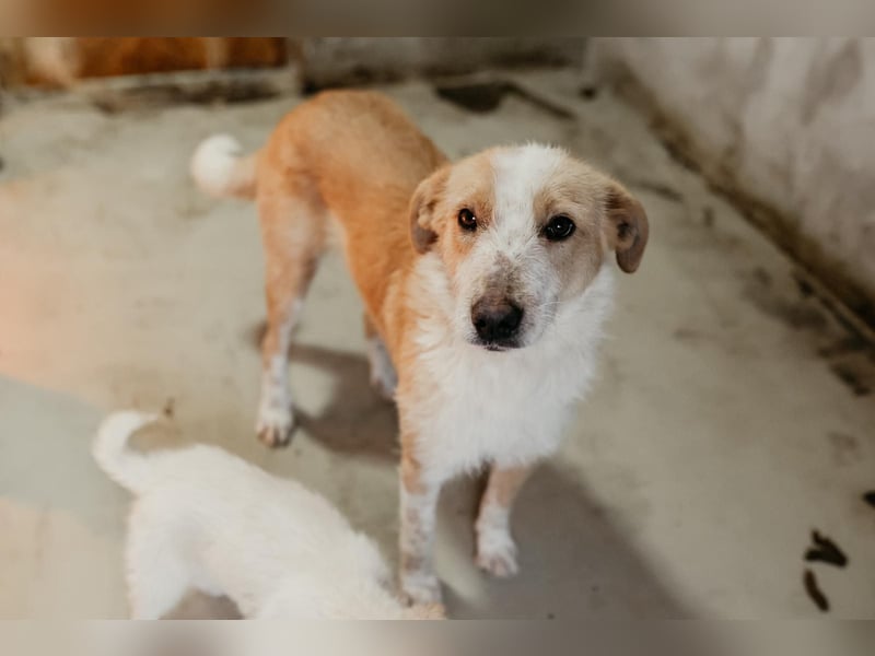 ARYA - aufgeschlossene, liebe Hündin sucht ihre Menschen