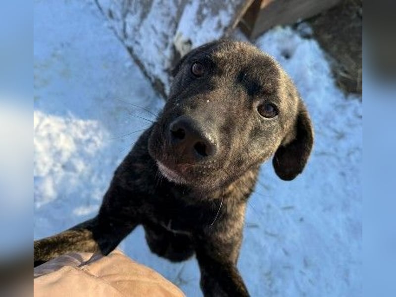 PRINZI - Traumhund sucht liebevolles Zuhause