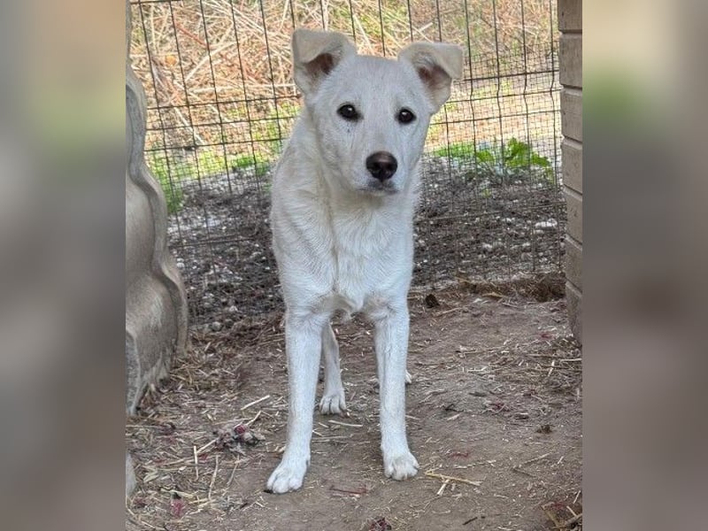 PETERCHEN - sensibler Junghund sucht Familie