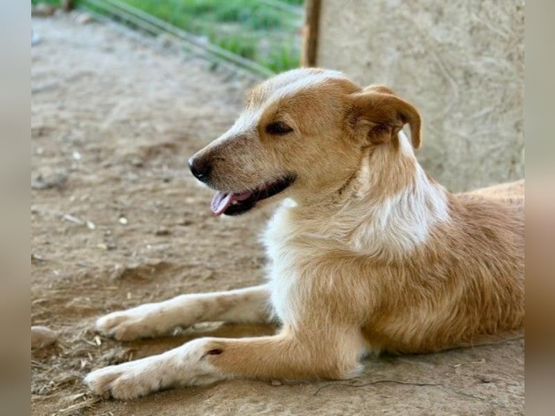 ARYA - aufgeschlossene, liebe Hündin sucht ihre Menschen