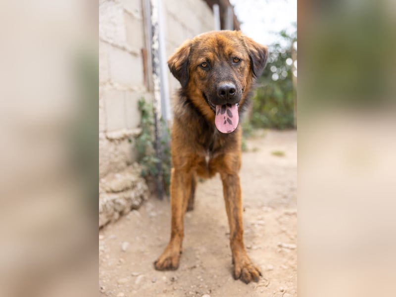 PETER - sanfter, verschmuster Rüde mit Charme