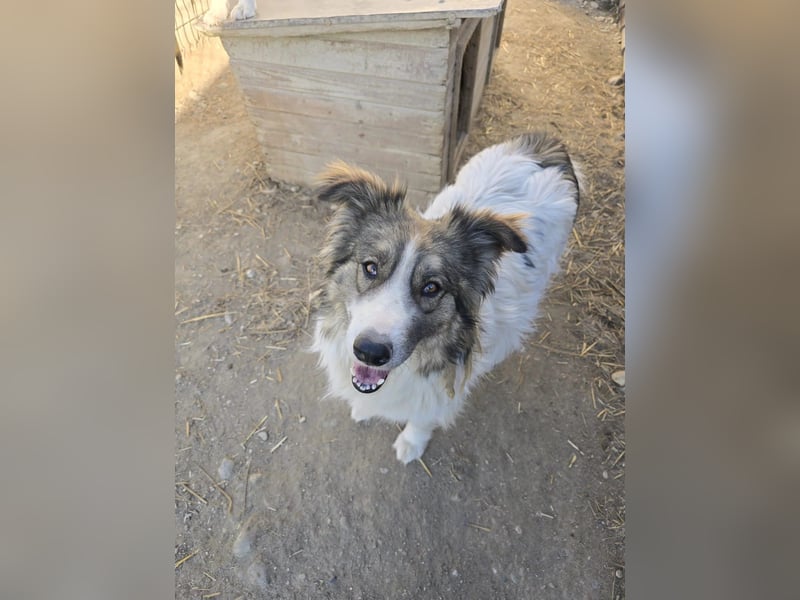 toller Mogli  wartet auf  seine Herzensmenschen