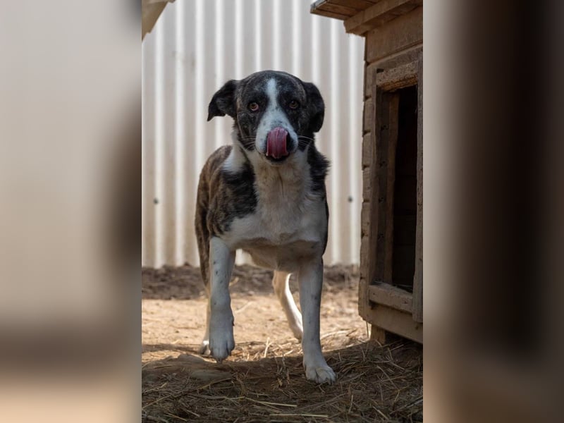 Jimmi, schüchterner aber ganz freundlicher Rüde wartet auf seine Menschen